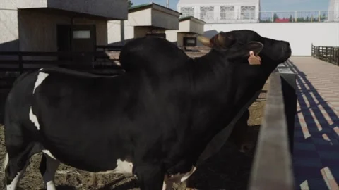Cows on the farm in the paddock Stock-Footage 145809840