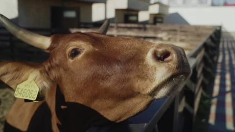 Cows on the farm in the paddock Stock Footage 145809873