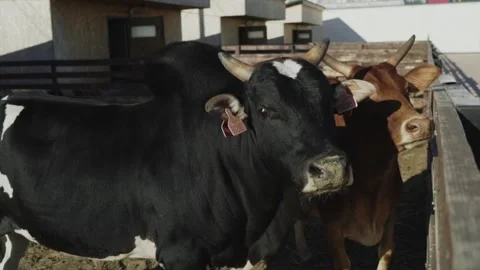 Cows on the farm in the paddock Stock-Footage 145809911