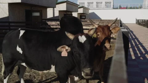 Cows on the farm in the paddock Stock-Footage 145809935