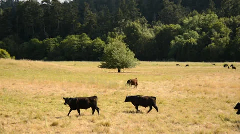 Cows in Farm Pasture Stock Footage 24834157