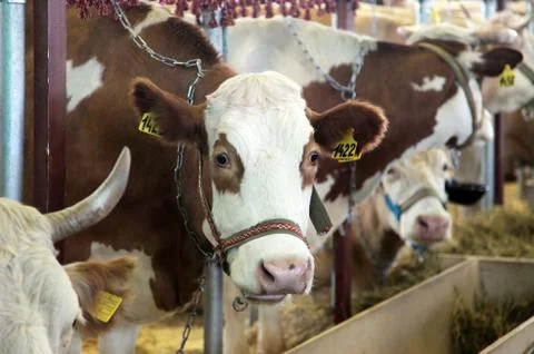 Cows on a farm Stock Photos