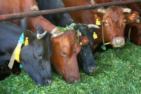 Cows on the farm Stock Photos