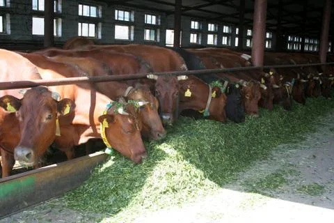 Cows on the farm Stock Photos
