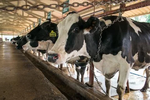 Cows on farm. Stock Photos