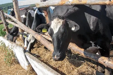 Cows on the farm Stock Photos