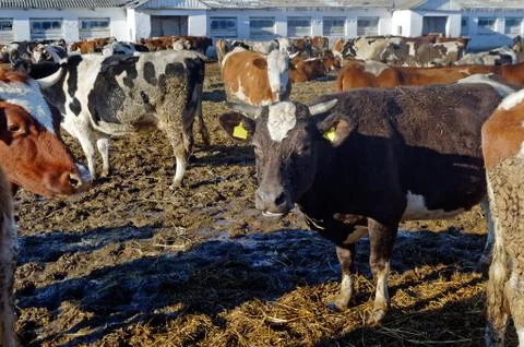 Cows on the farm Stock Photos