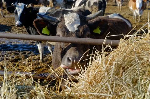 Cows on the farm Stock Photos