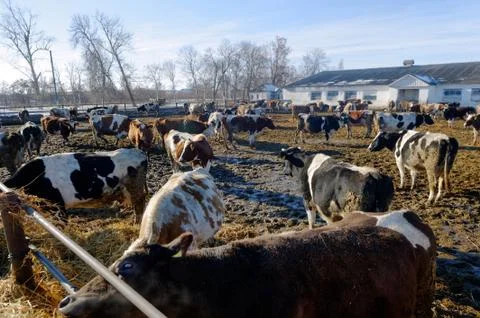 Cows on the farm Stock Photos