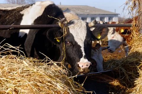 Cows on the farm Stock Photos