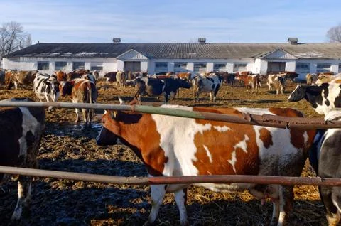 Cows on the farm Stock Photos