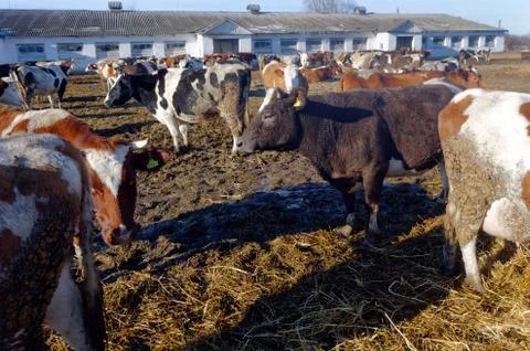 Cows on the farm Stock Photos