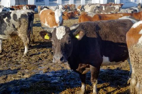 Cows on the farm Foto stock