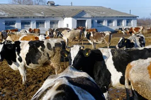 Cows on the farm Stock Photos