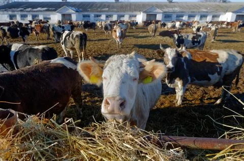 Cows on the farm 库存照片