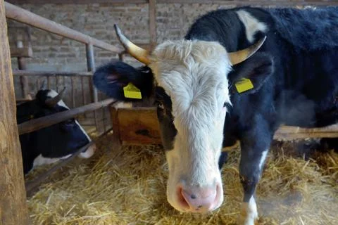 Cows in a farm Free Stock Photos