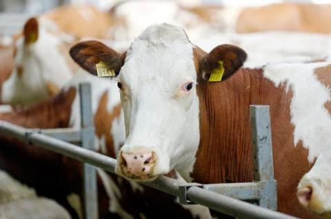 Cows in a farm Stock Photos