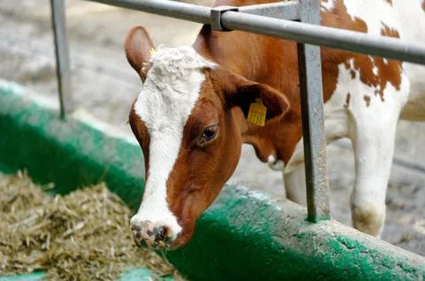Cows in a farm Foto stock