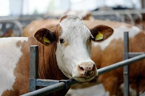 Cows in a farm Foto stock