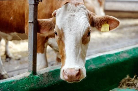 Cows in a farm Stock Photos