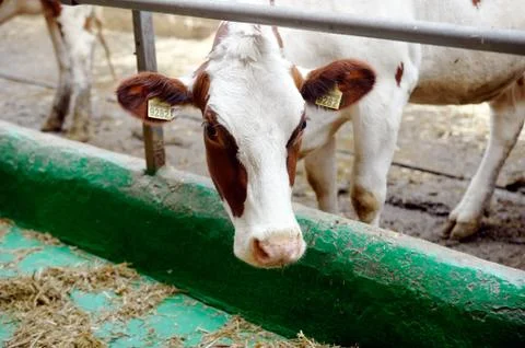 Cows in a farm Stock Photos