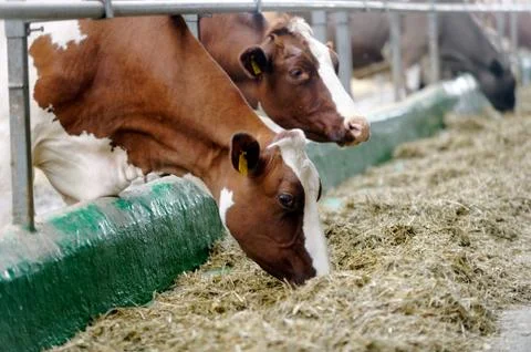 Cows in a farm Stock Photos