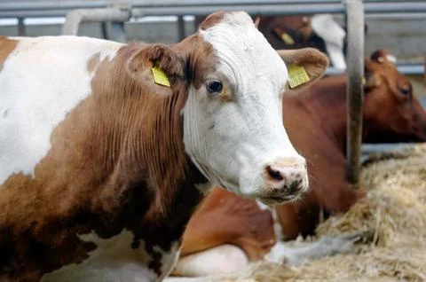 Cows in a farm Stock Photos