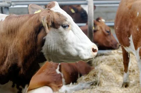 Cows in a farm Stock Photos