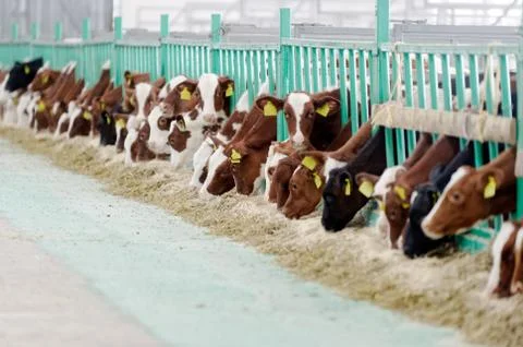 Cows in a farm Foto stock