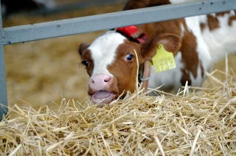 Cows in a farm Stock Photos