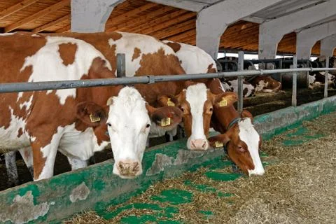 Cows in a farm Stock Photos