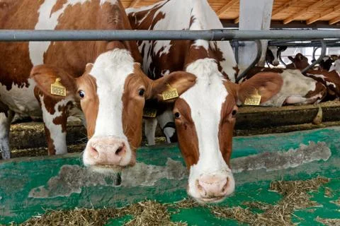 Cows in a farm Stock Photos