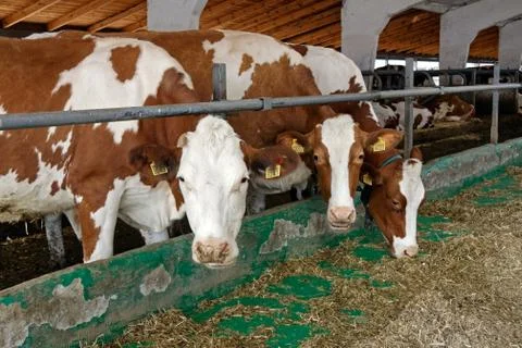 Cows in a farm Stock Photos