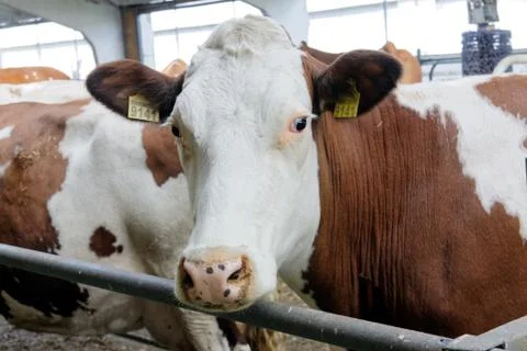 Cows in a farm Stock Photos