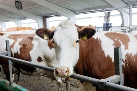 Cows in a farm Stock Photos