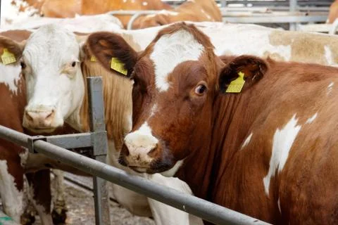 Cows in a farm Stock Photos