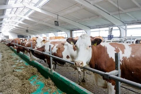Cows in a farm Stock Photos