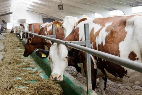 Cows in a farm Stock Photos
