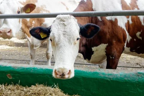 Cows in a farm Stock Photos