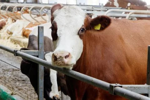 Cows in a farm Foto stock