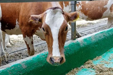 Cows in a farm Stock Photos