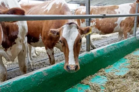 Cows in a farm Foto stock