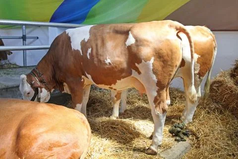 Cows at Farm Stock Photos
