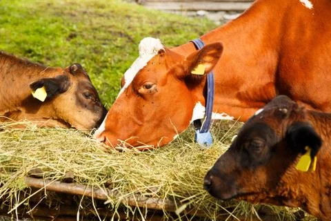Cows in farm Foto stock