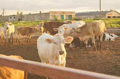 Cows on Farm Stock Photos