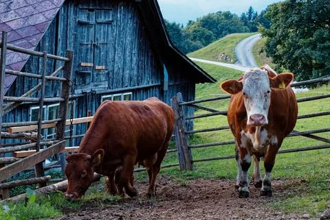 Cows on the farm Stock Photos