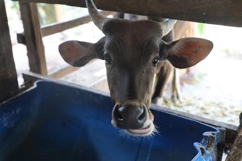 Cows on a farm Stock Photos