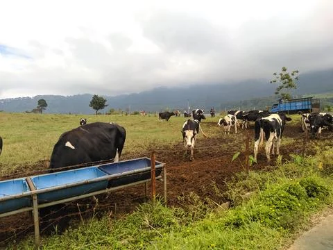 Cows In the farm Stockfoto's