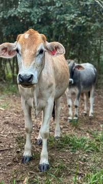 Cows on the Farm Stock Photos