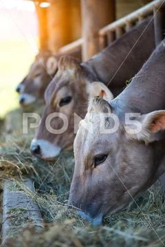 Cows on Farm race Alpine Brown eating hay in the stable Stock Photos